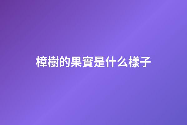 樟樹的果實是什么樣子