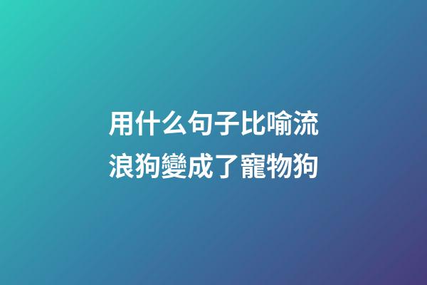 用什么句子比喻流浪狗變成了寵物狗