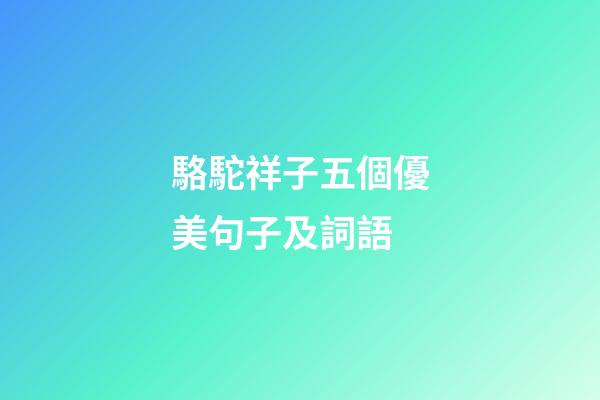 駱駝祥子五個優美句子及詞語