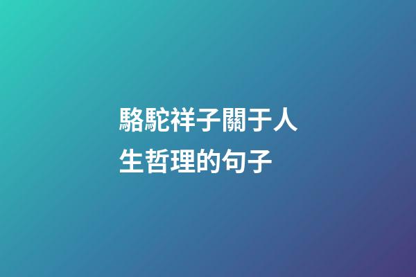 駱駝祥子關于人生哲理的句子